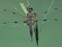 Libellula quadrimaculata 3, Viervlek, Saxifraga-Frits Bink