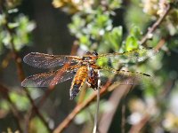 Libellula quadrimaculata 30, Viervlek, Saxifraga-Bart Vastenhouw