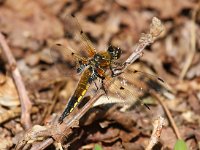 Libellula quadrimaculata 31, Viervlek, Saxifraga-Bart Vastenhouw