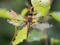 Libellula quadrimaculata 32, Viervlek, Saxifrga-Bart Vastenhouw