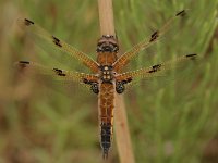 Libellula quadrimaculata 33, Viervlek, Saxifraga-Bas Klaver