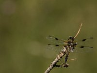 Libellula quadrimaculata 34, Viervlek, Saxifraga-Jelmer Reyntjes : Libellula quadrimaculata, Viervlek