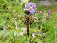 Libellula quadrimaculata 35, Viervlek, Saxifraga-Peter Meininger