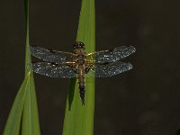 Libellula quadrimaculata 36, Viervlek, male, Saxifraga-Marijke Verhagen