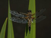 Libellula quadrimaculata 37, Viervlek, male, Saxifraga-Marijke Verhagen