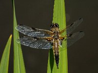 Libellula quadrimaculata 38, Viervlek, male, Saxifraga-Marijke Verhagen