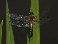 Libellula quadrimaculata 39, Viervlek, male, Saxifraga-Marijke Verhagen