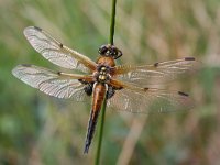 Libellula quadrimaculata 4, Viervlek, Vlinderstichting-Tim Termaat