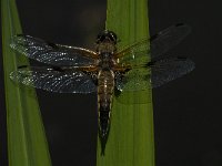 Libellula quadrimaculata 40, Viervlek, male, Saxifraga-Marijke Verhagen