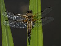 Libellula quadrimaculata 41, Viervlek, male, Saxifraga-Marijke Verhagen