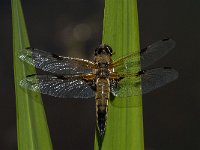 Libellula quadrimaculata 42, Viervlek, male, Saxifraga-Marijke Verhagen