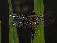 Libellula quadrimaculata 43, Viervlek, male, Saxifraga-Marijke Verhagen