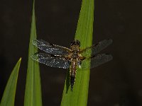 Libellula quadrimaculata 44, Viervlek, male, Saxifraga-Marijke Verhagen