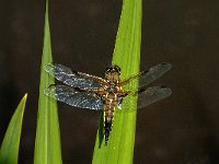 Libellula quadrimaculata 45, Viervlek, male, Saxifraga-Marijke Verhagen