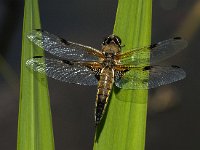 Libellula quadrimaculata 46, Viervlek, male, Saxifraga-Marijke Verhagen