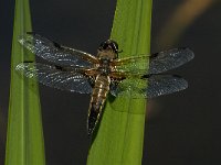 Libellula quadrimaculata 47, Viervlek, male, Saxifraga-Marijke Verhagen