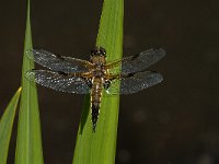 Libellula quadrimaculata 48, Viervlek, male, Saxifraga-Marijke Verhagen