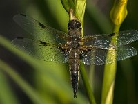 Libellula quadrimaculata 49, Viervlek, male, Saxifraga-Marijke Verhagen