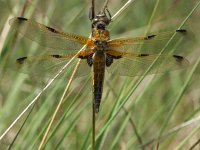 Libellula quadrimaculata 5, Viervlek, Saxifraga-Willem Jan Hoeffnagel  Minolta DSC