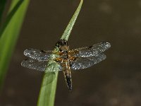 Libellula quadrimaculata 50, Viervlek, male, Saxifraga-Marijke Verhagen