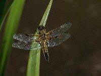 Libellula quadrimaculata 51, Viervlek, male, Saxifraga-Marijke Verhagen