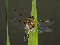 Libellula quadrimaculata 52, Viervlek, male, Saxifraga-Marijke Verhagen