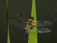 Libellula quadrimaculata 53, Viervlek, male, Saxifraga-Marijke Verhagen