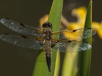 Libellula quadrimaculata 54, Viervlek, male, Saxifraga-Marijke Verhagen