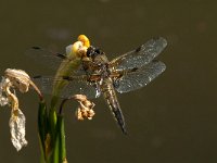 Libellula quadrimaculata 55, Viervlek, male, Saxifraga-Marijke Verhagen