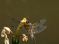 Libellula quadrimaculata 56, Viervlek, male, Saxifraga-Marijke Verhagen