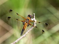 Libellula quadrimaculata 57, Viervlek, Saxifraga-Henk Baptist