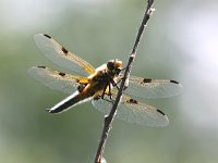 Libellula quadrimaculata 58, Viervlek, Saxifraga-Henk Baptist