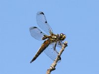 Libellula quadrimaculata 59, Viervlek, Saxifraga-Henk Baptist