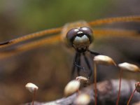 Libellula quadrimaculata 6, Viervlek, Vlinderstichting-Ben Prius