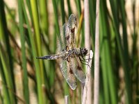 Libellula quadrimaculata 60, Viervlek, Saxifraga-Henk Baptist