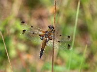 Libellula quadrimaculata 61, Viervlek, Saxifraga-Henk Baptist