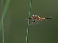 Libellula quadrimaculata 63, Viervlek, Saxifraga-Mark Zekhuis