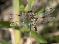 Libellula quadrimaculata 66, Viervlek, Saxifraga-Willem van Kruijsbergen