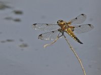 Libellula quadrimaculata 7, Viervlek, female, Saxifraga-Ab H Baas