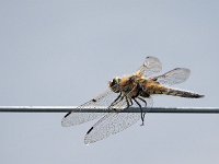 Libellula quadrimaculata 71, Viervlek, Saxifraga-Hans Dekker