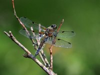 Libellula quadrimaculata 72, Viervlek, Saxifraga-Hans Dekker