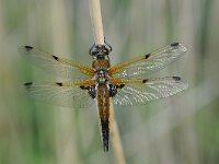 Libellula quadrimaculata 74, Viervlek, Saxifraga-Luuk Vermeer