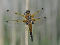 Libellula quadrimaculata 75, Viervlek, Saxifraga-Luuk Vermeer