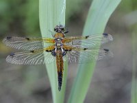 Libellula quadrimaculata 76, Viervlek, Saxifraga-Luuk Vermeer