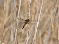 Libellula quadrimaculata 77, Viervlek, Saxifraga-Luuk Vermeer