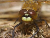 Libellula quadrimaculata 8, Viervlek, Saxifraga-Kees Marijnissen