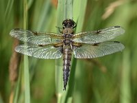 Libellula quadrimaculata 83, Viervlek, Saxifraga-Luuk Vermeer