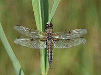 Libellula quadrimaculata 84, Viervlek, Saxifraga-Luuk Vermeer