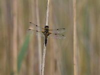 Libellula quadrimaculata 86, Viervlek, Saxifraga-Luuk Vermeer