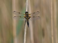 Libellula quadrimaculata 87, Viervlek, Saxifraga-Luuk Vermeer